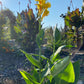 Yellow Canna Lily Seed 5 Pack