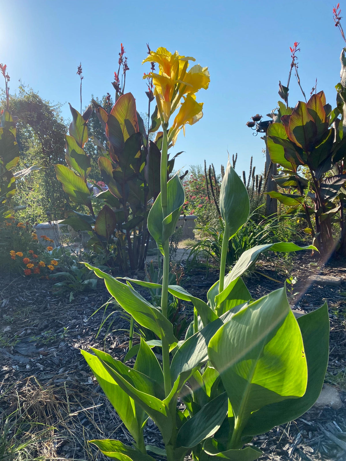 Yellow Canna Lily Seed 5 Pack