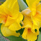 Yellow Canna Lily Seed 5 Pack
