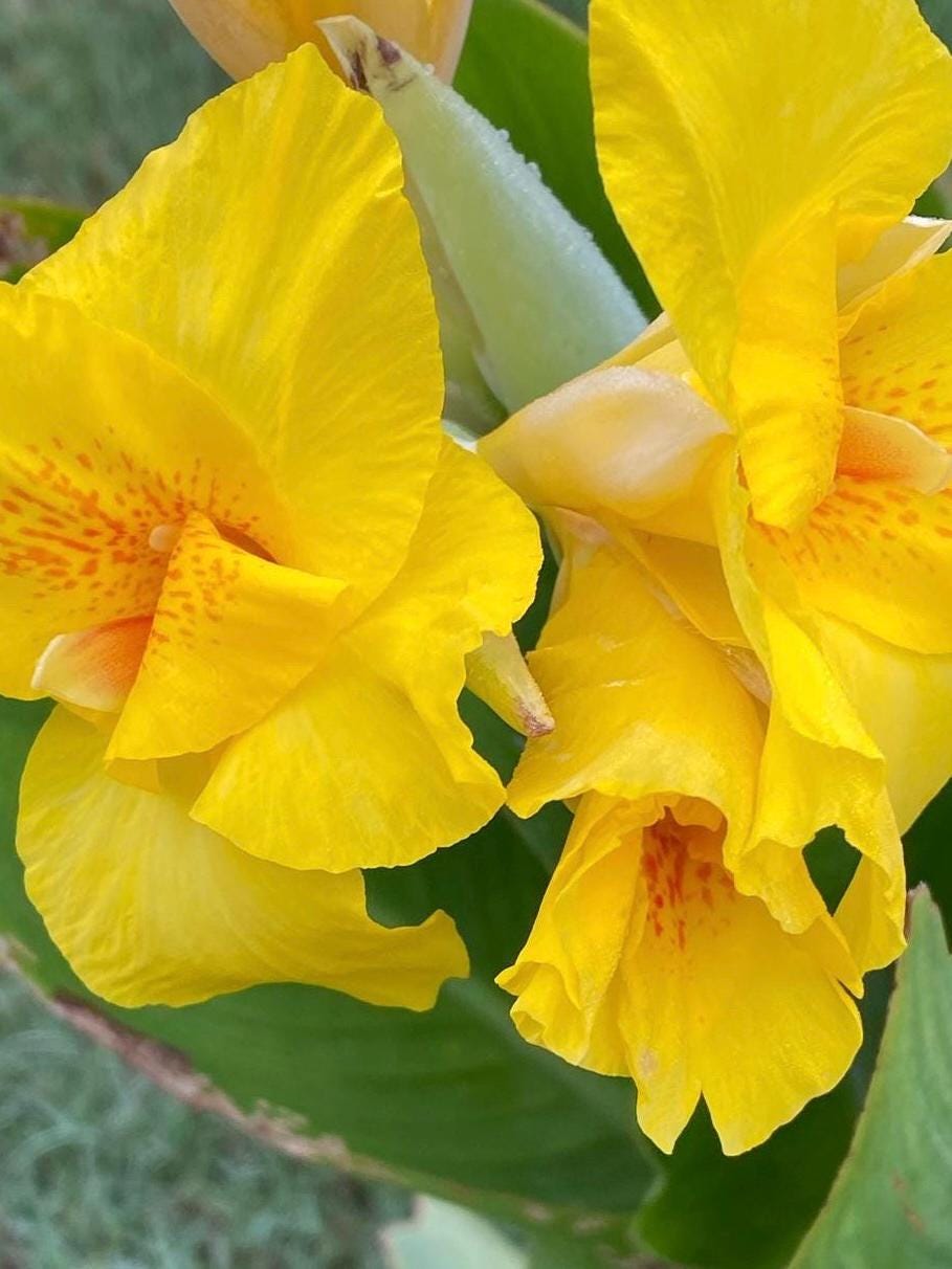 Yellow Canna Lily Seed 5 Pack