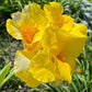 Yellow Canna Lily Seed 5 Pack