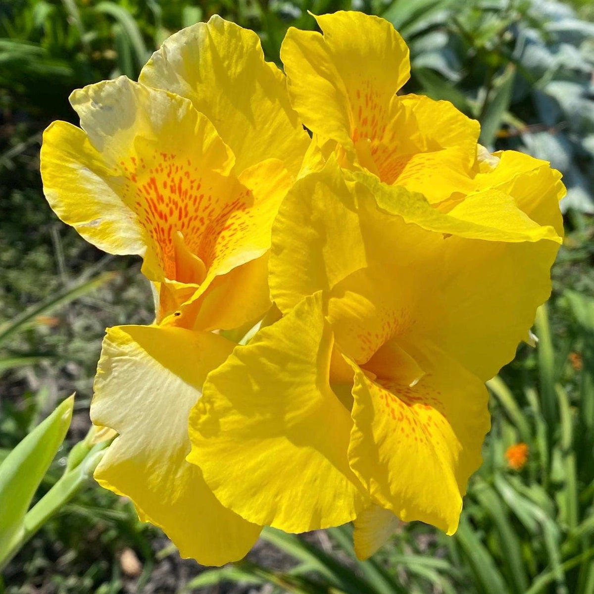 Yellow Canna Lily Seed 5 Pack