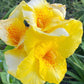 Yellow Canna Lily Seed 5 Pack