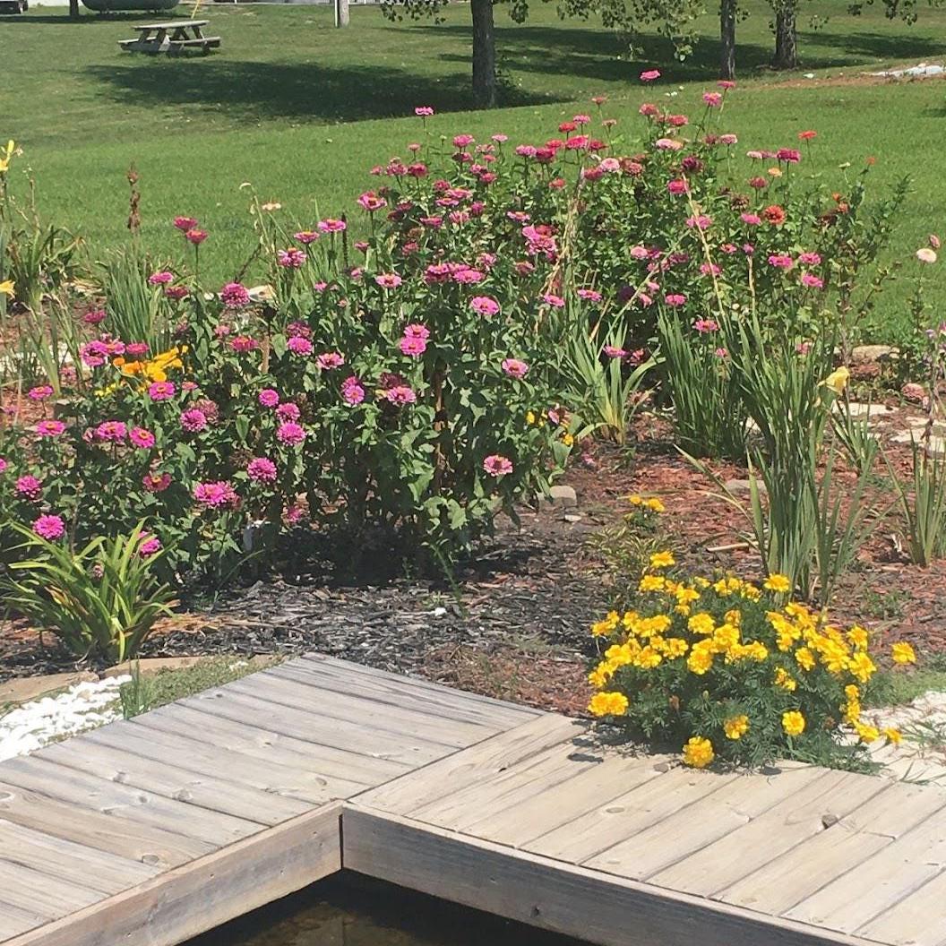 Chaos Garden Seed Pack Collection-Annual & Perennial Mix-Wildflower Garden Kit