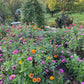 Cottage Garden Flower Seeds – Annual Perennial Romantic Blooms