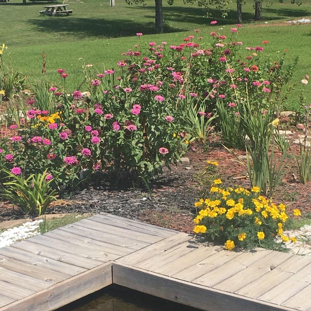 Cottage Garden Flower Seeds – Annual Perennial Romantic Blooms