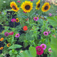 Cottage Garden Flower Seeds – Annual Perennial Romantic Blooms