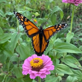 Pollinator Garden Seed Kit – Bee, Butterfly Friendly Annuals Perennials