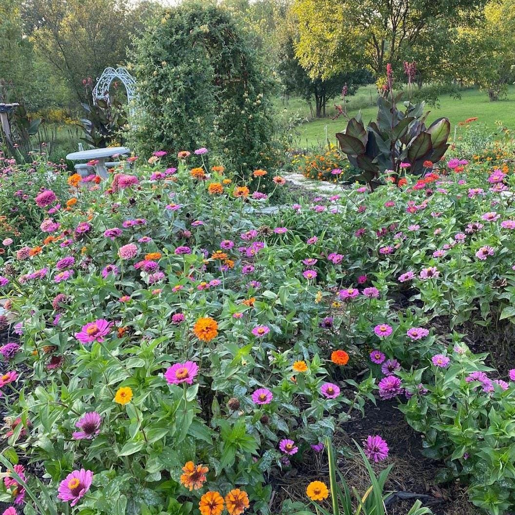 Pollinator Garden Seed Kit – Bee, Butterfly Friendly Annuals Perennials