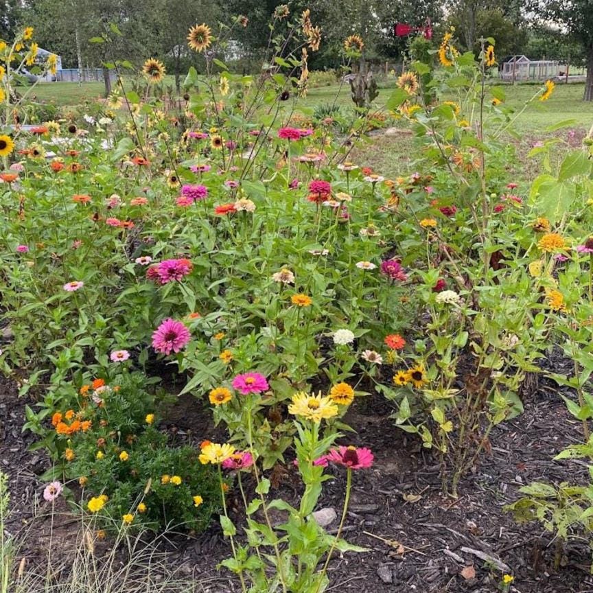 Pollinator Garden Seed Kit – Bee, Butterfly Friendly Annuals Perennials
