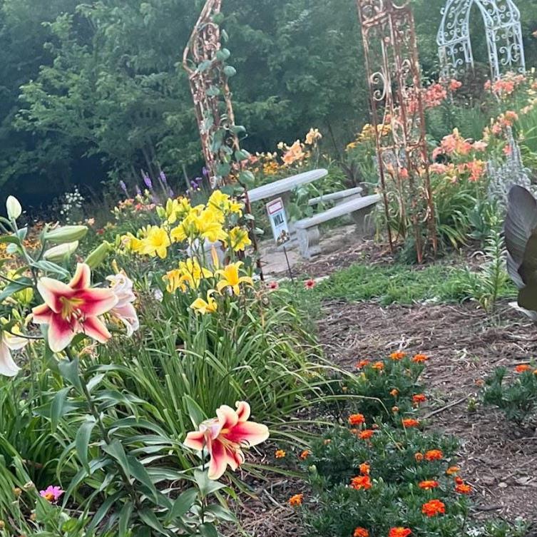 Cottage Garden Flower Seeds – Annual Perennial Romantic Blooms