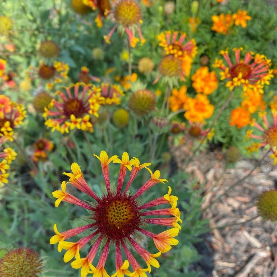 Cottage Garden Flower Seeds – Annual Perennial Romantic Blooms