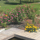 Cut Flower Garden Seeds – Grow Your Own Bouquet Garden