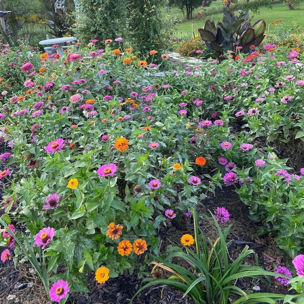 Chaos Garden Seed Pack Collection-Annual & Perennial Mix-Wildflower Garden Kit