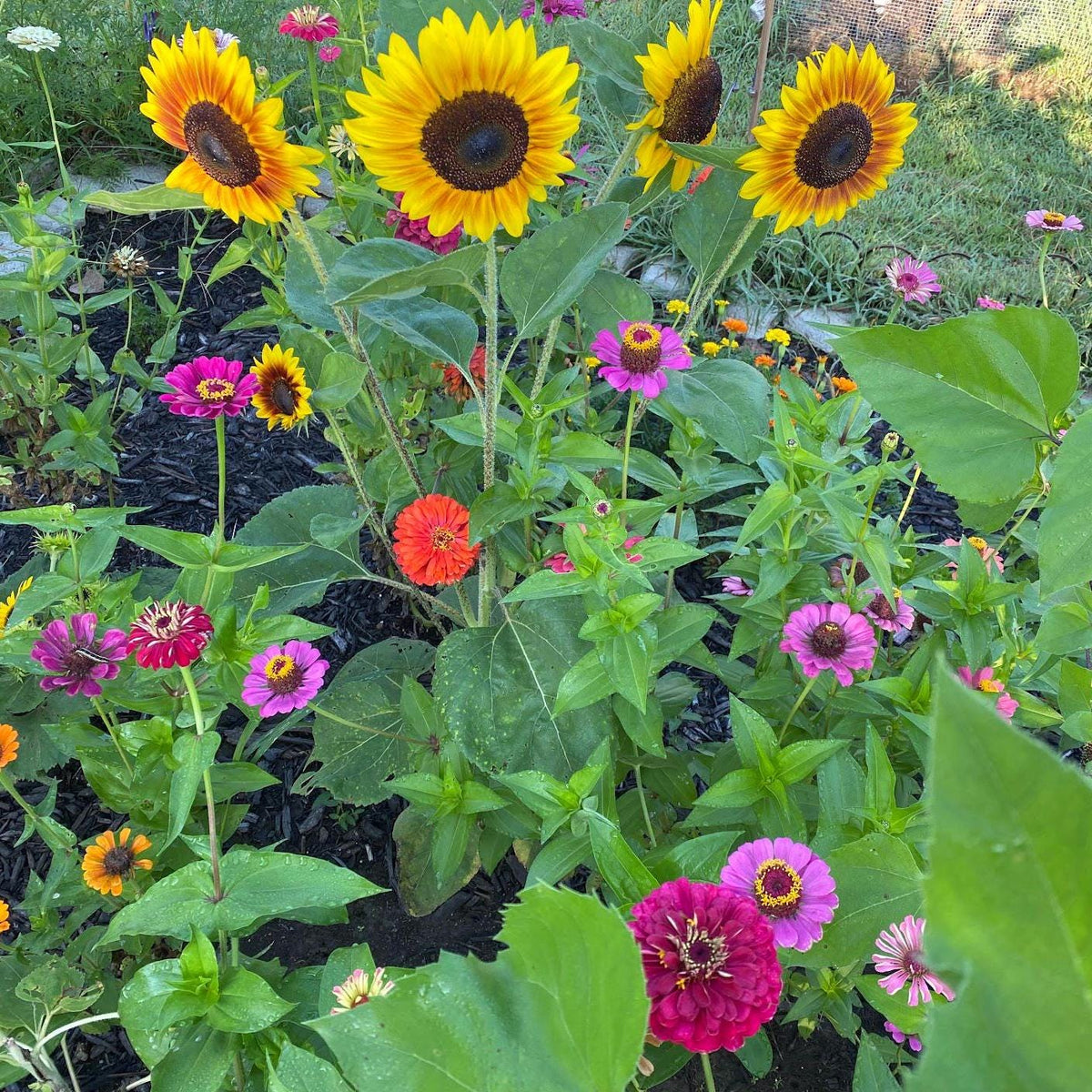 Chaos Garden Seed Pack Collection-Annual & Perennial Mix-Wildflower Garden Kit