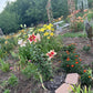 Chaos Garden Seed Pack Collection-Annual & Perennial Mix-Wildflower Garden Kit