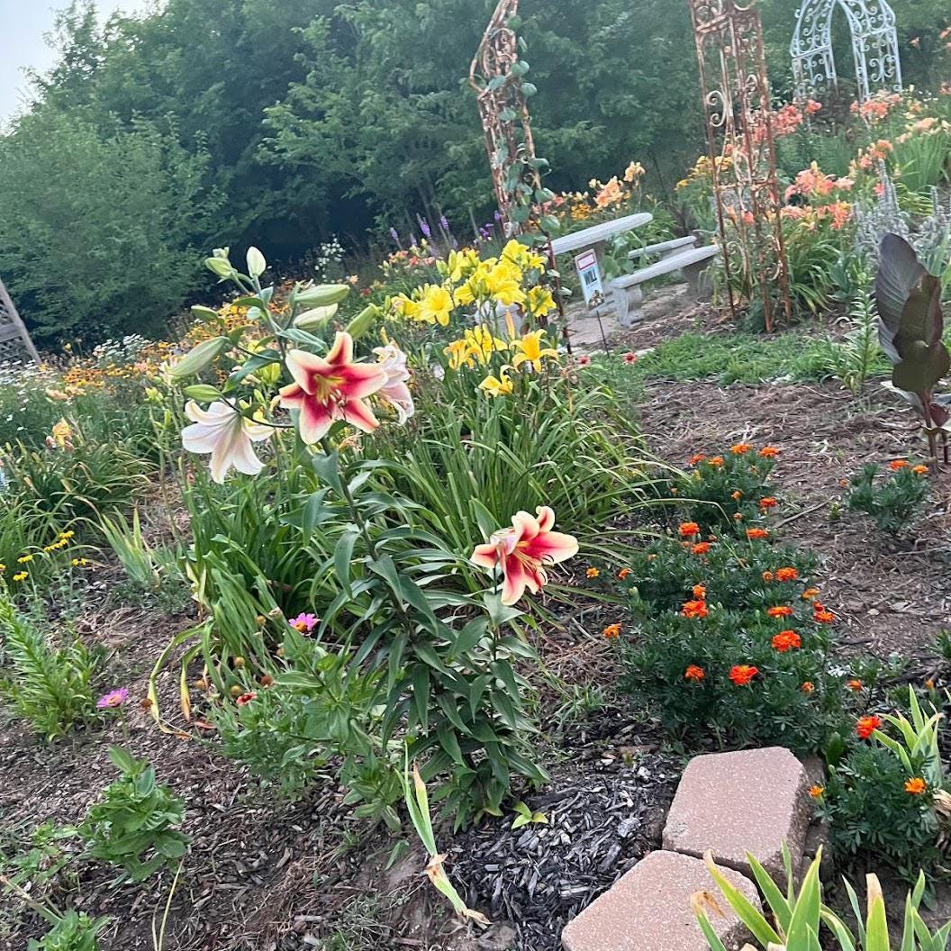 Chaos Garden Seed Pack Collection-Annual & Perennial Mix-Wildflower Garden Kit