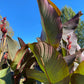 Giant Musaefolia Canna Bulb – Banana Canna – Huge Tropical Garden Plant