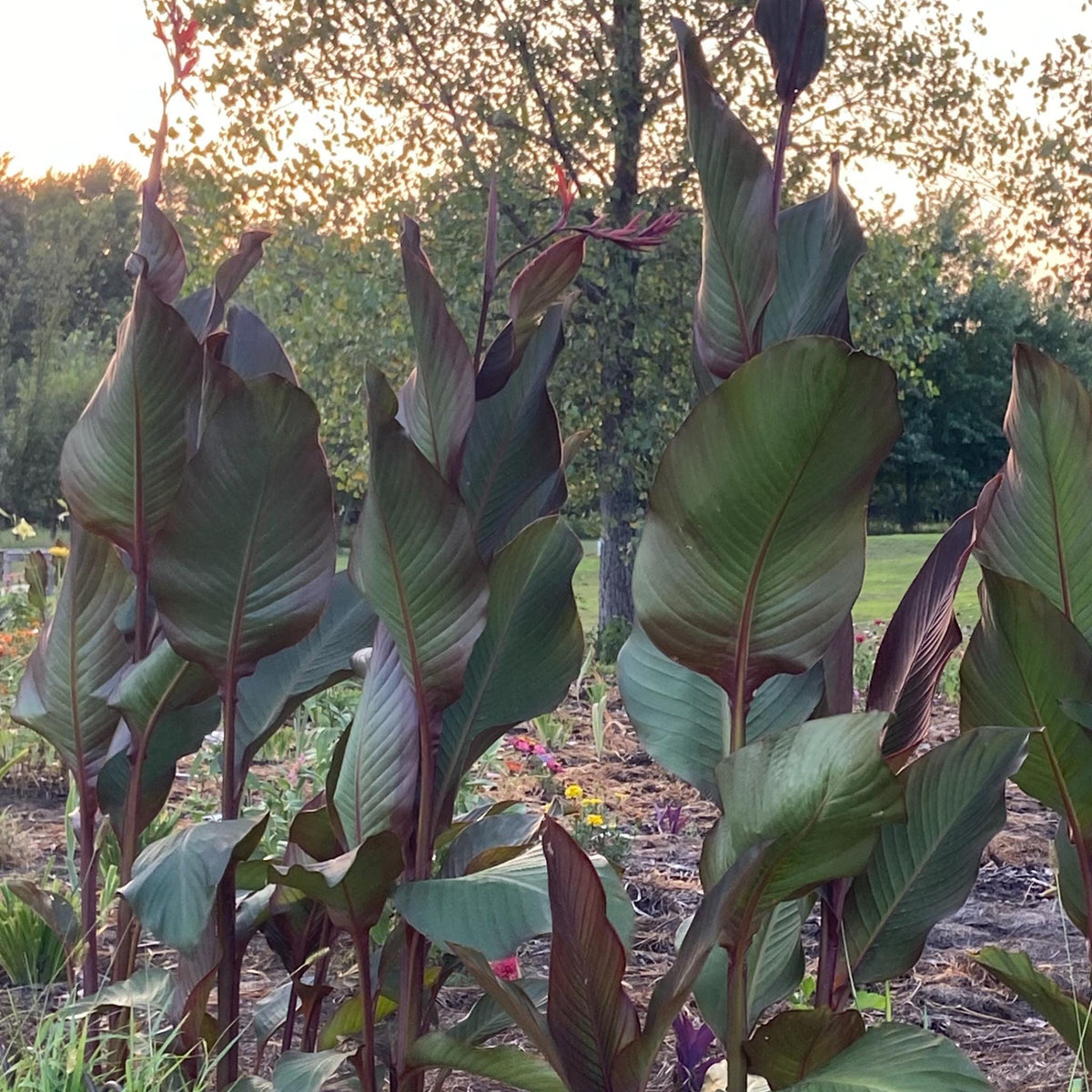 Giant Musaefolia Canna Bulb – Banana Canna – Huge Tropical Garden Plant
