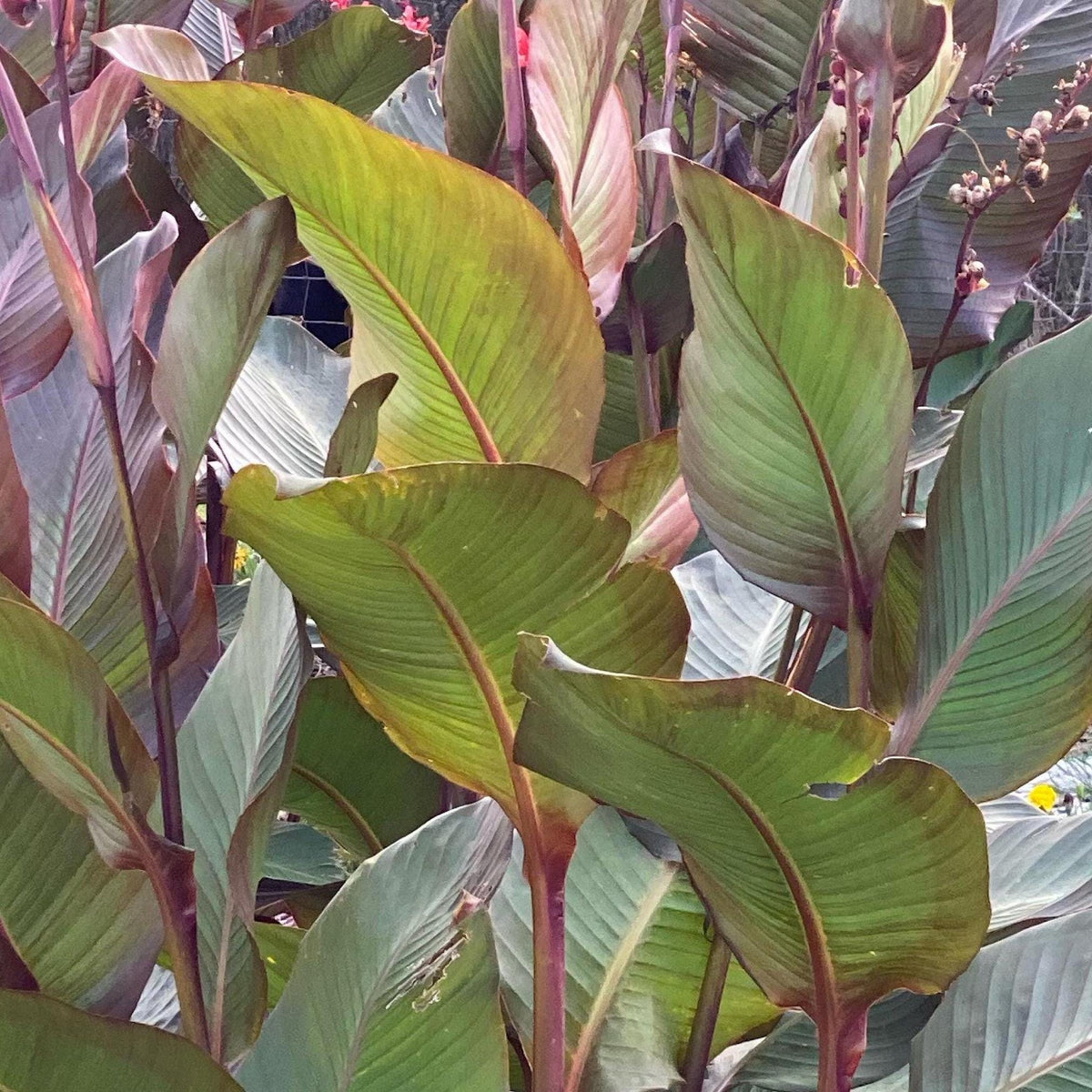 Giant Musaefolia Canna Bulb – Banana Canna – Huge Tropical Garden Plant