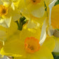 Daffodil 4 Bulb Mix