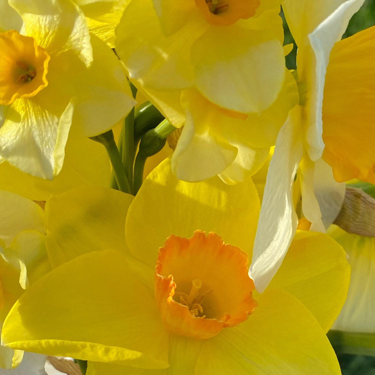 Daffodil 4 Bulb Mix