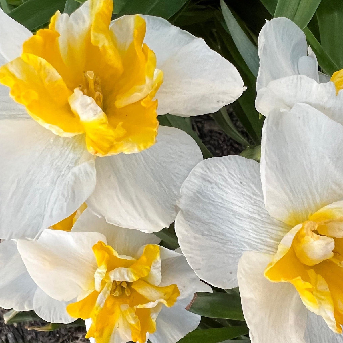 Daffodil 4 Bulb Mix