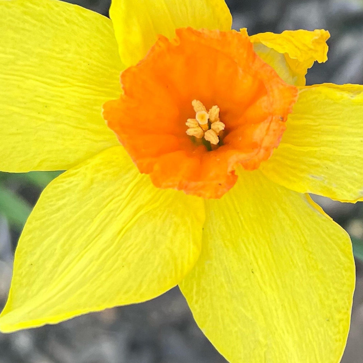 Daffodil 4 Bulb Mix