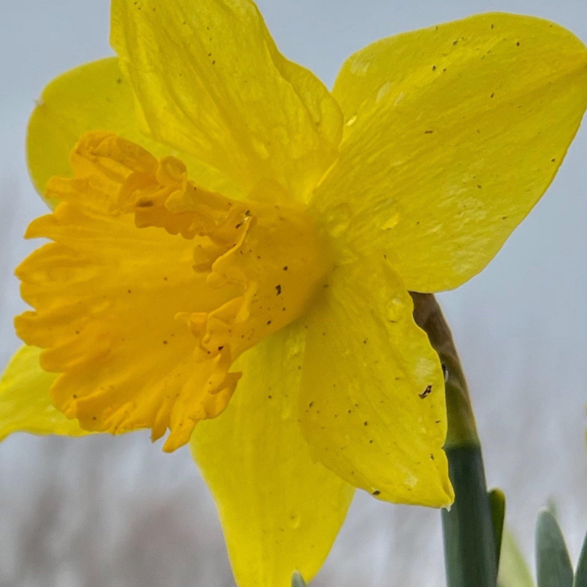 Daffodil 4 Bulb Mix