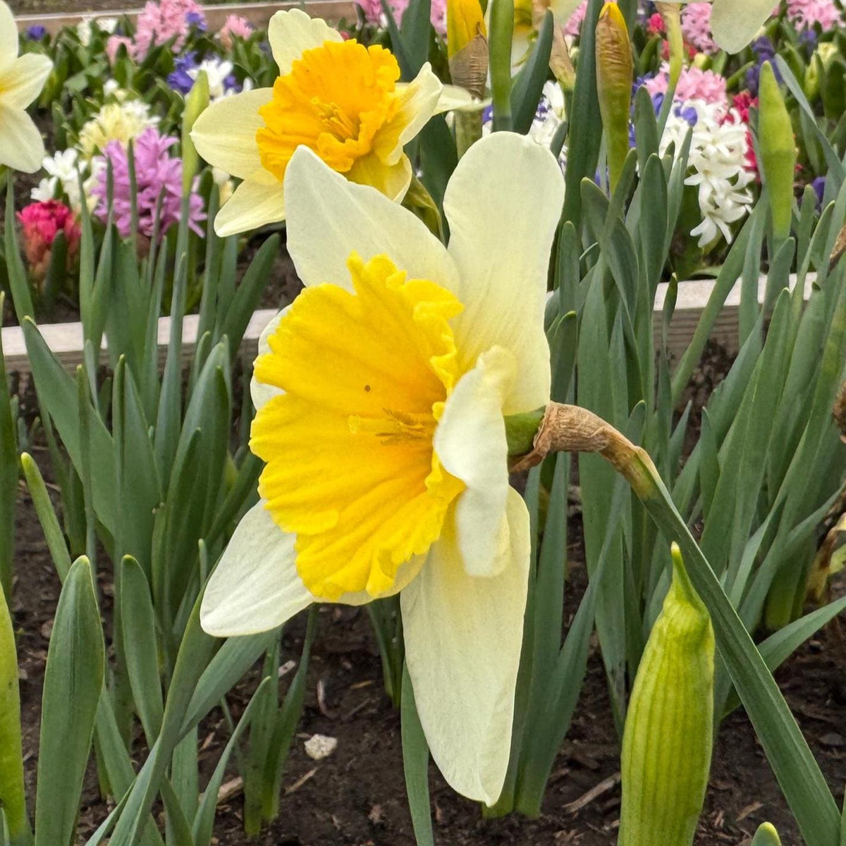 Daffodil 4 Bulb Mix