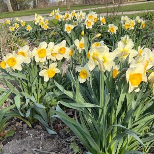 Daffodil 4 Bulb Mix