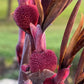 Giant Canna Musifolia Lily Seed Pack