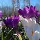 Crocus Bulbs – Early Spring Bloom Mix-6 Pack