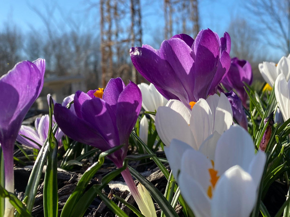 Crocus Bulbs – Early Spring Bloom Mix-6 Pack