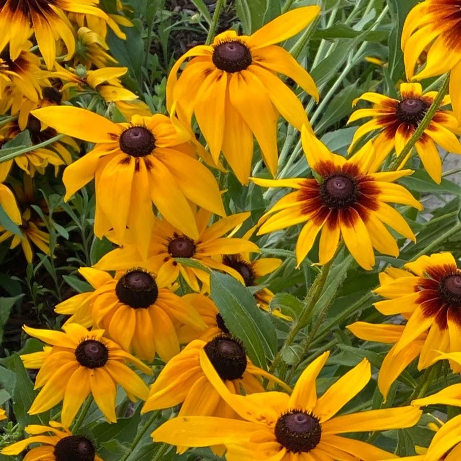 Pollinator Garden Seed Kit – Bee, Butterfly Friendly Annuals Perennials
