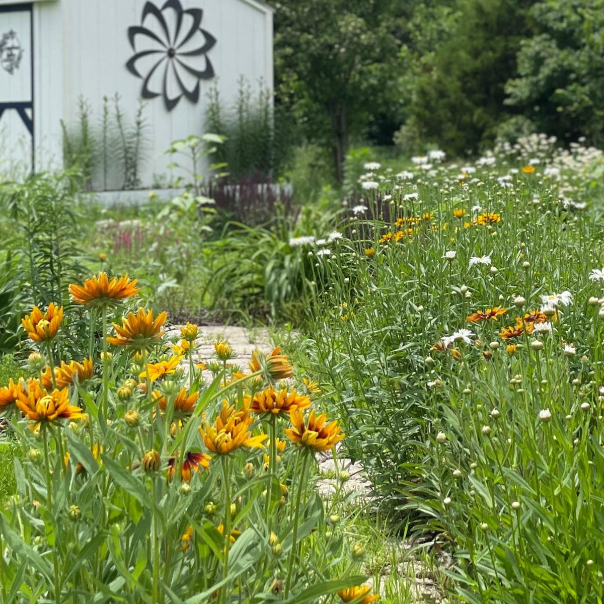 Pollinator Garden Seed Kit – Bee, Butterfly Friendly Annuals Perennials