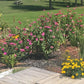 Pollinator Garden Seed Kit – Bee, Butterfly Friendly Annuals Perennials