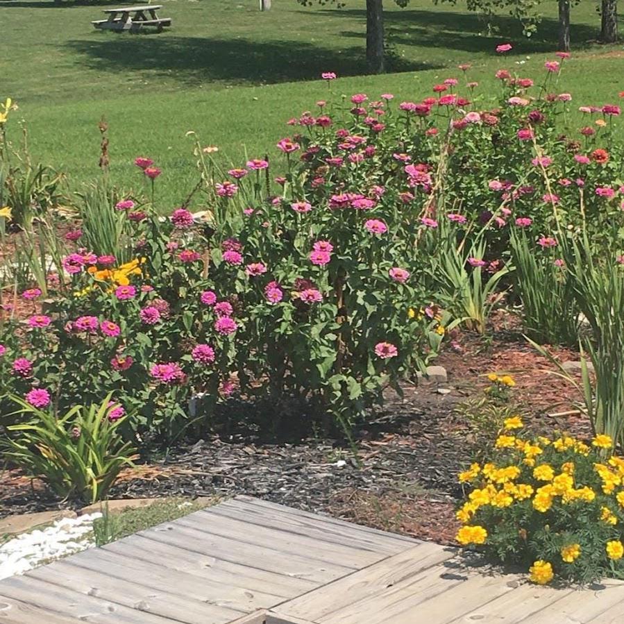 Pollinator Garden Seed Kit – Bee, Butterfly Friendly Annuals Perennials