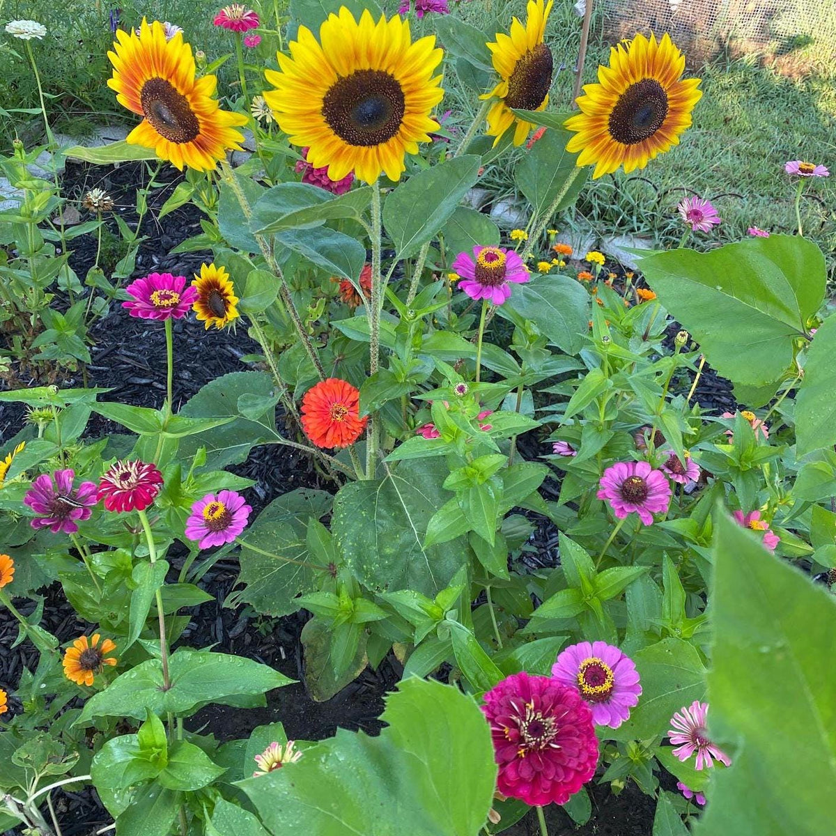 Pollinator Garden Seed Kit – Bee, Butterfly Friendly Annuals Perennials