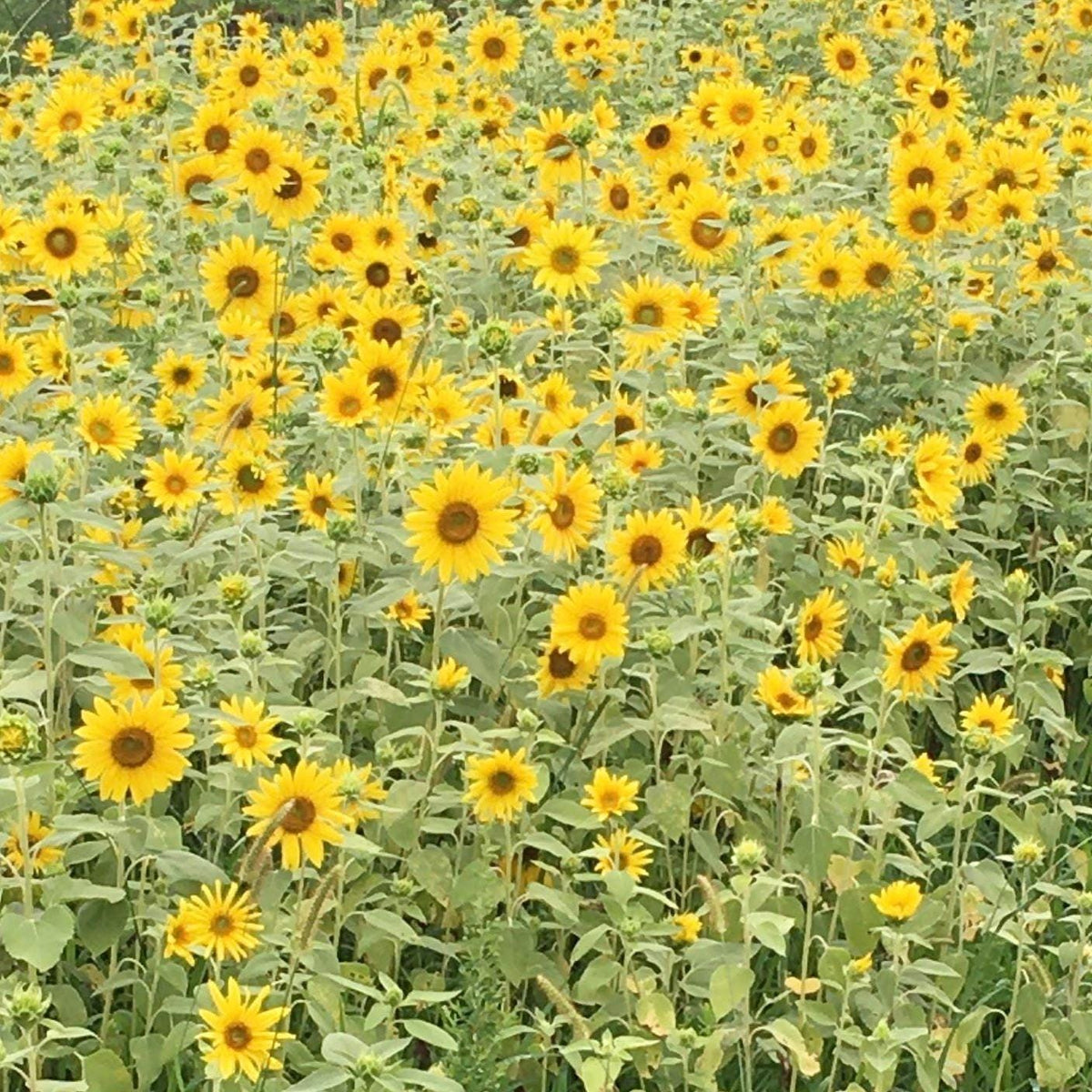 Cottage Garden Flower Seeds – Annual Perennial Romantic Blooms