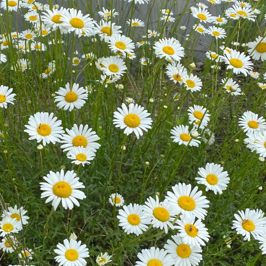 Wildflower Garden Seed Kit  – Annual & Perennial