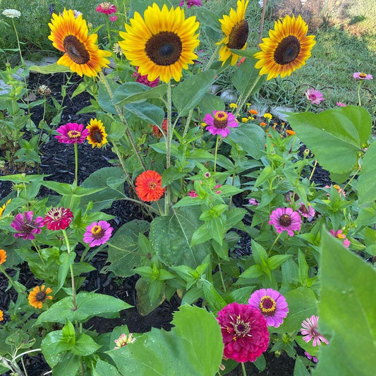 Cut Flower Garden Seeds – Grow Your Own Bouquet Garden