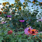 Cut Flower Garden Seeds – Grow Your Own Bouquet Garden