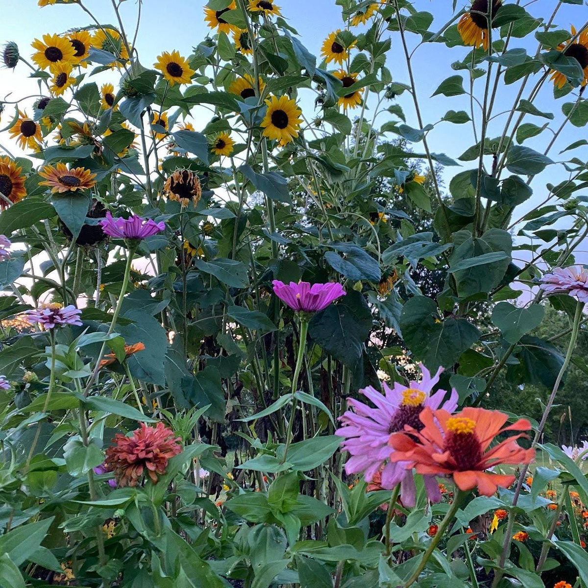 Cut Flower Garden Seeds – Grow Your Own Bouquet Garden