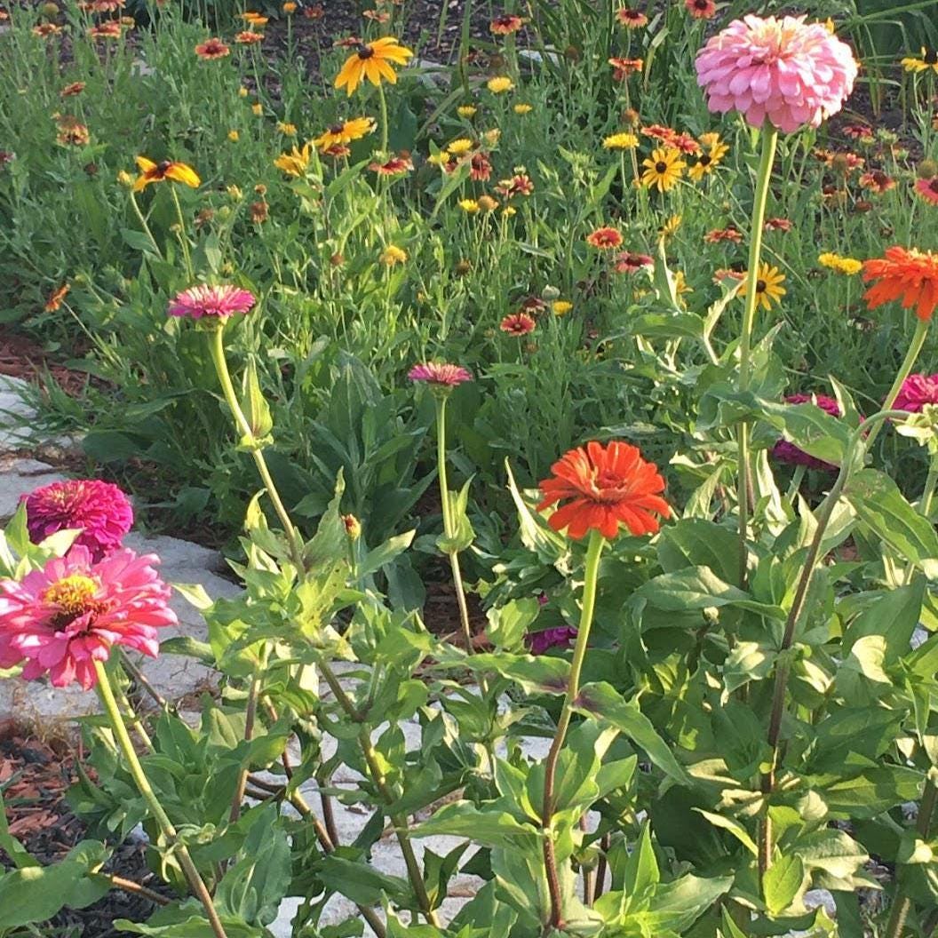 Cut Flower Garden Seeds – Grow Your Own Bouquet Garden