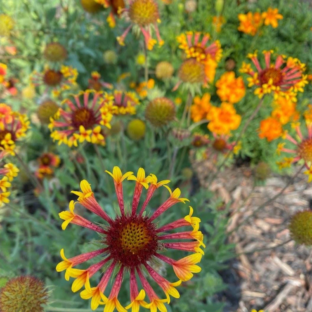 Cut Flower Garden Seeds – Grow Your Own Bouquet Garden