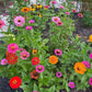 Cut Flower Garden Seeds – Grow Your Own Bouquet Garden