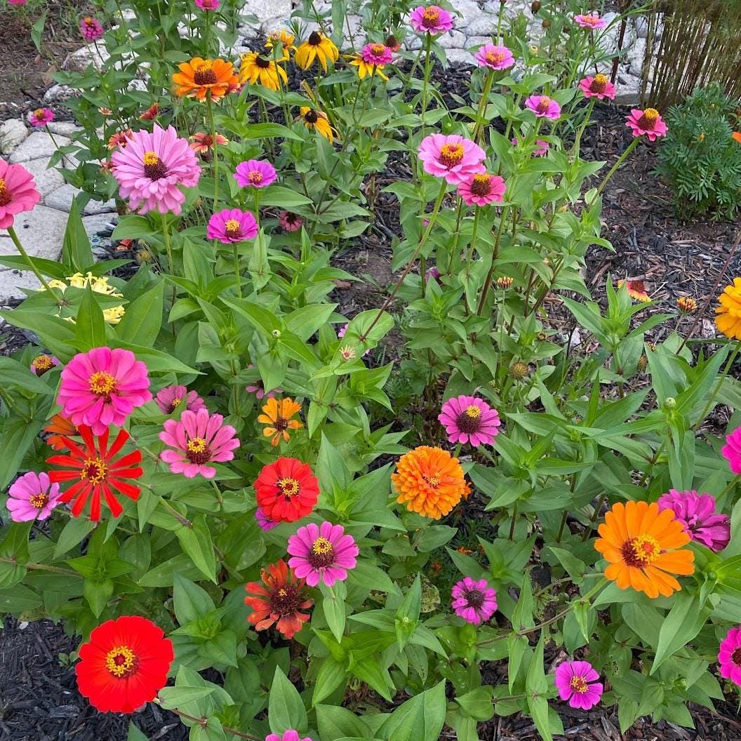 Cut Flower Garden Seeds – Grow Your Own Bouquet Garden