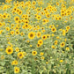 Chaos Garden Seed Pack Collection-Annual & Perennial Mix-Wildflower Garden Kit