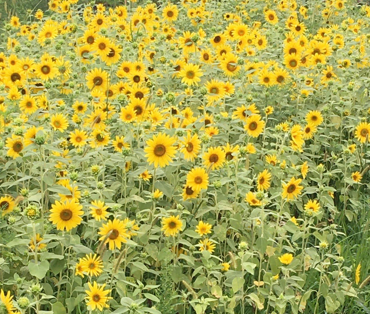Chaos Garden Seed Pack Collection-Annual & Perennial Mix-Wildflower Garden Kit
